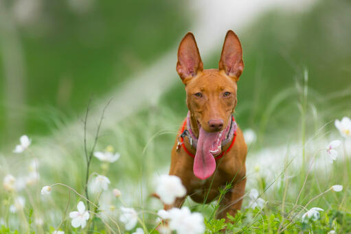 Cirneco dell'etna chien tirant la langue dans un champ de fleurs