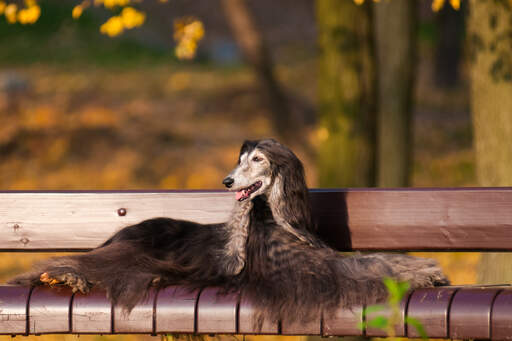 Un beau chien afghan aux poils foncés profitant d'un repos sur un banc de parc