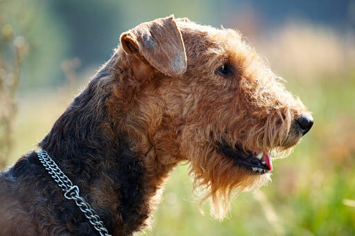 Gros plan sur le poil dur et la barbe broussailleuse d'un terrier airedale.