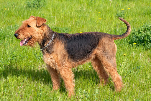 Un airedale terrier jeune adulte en bonne santé montrant son poil rêche