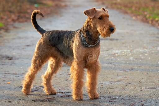 Un terrier airedale se tenant droit, attendant un ordre de son propriétaire