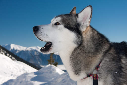 Gros plan sur les oreilles pointues d'un malamute d'alaska et sur sa belle face blanche.