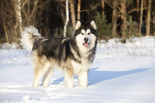 Un malamute d'alaska jeune et en bonne santé, bien préparé pour la Snow