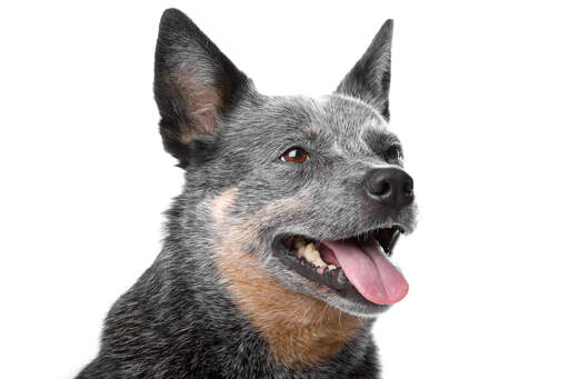 Les oreilles pointues caractéristiques du chien de berger australien