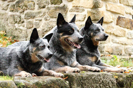 Trois chiens de berger australiens bien couchés l'un à côté de l'autre