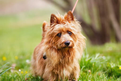 Un terrier australien avec un petit nez humide et des oreilles pointues