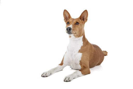 Un beau jeune basenji brun et blanc allongé