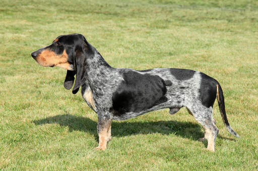 Un basset bleu de gascogne avec un corps long et élancé et des pattes courtes