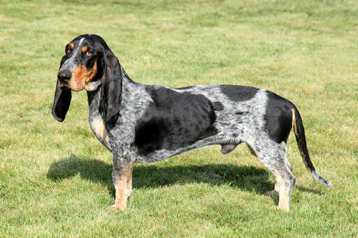 Un GorGeous basset bleu de gascogne aux oreilles tombantes