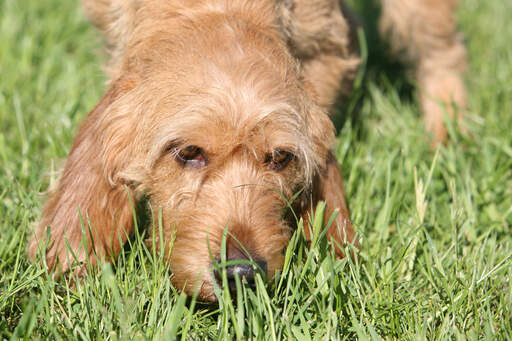 Un basset fauve de bretagne avec une belle fourrure filiforme