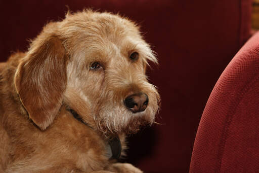 Un GorGeous basset fauve de bretagne avec un mignon petit nez