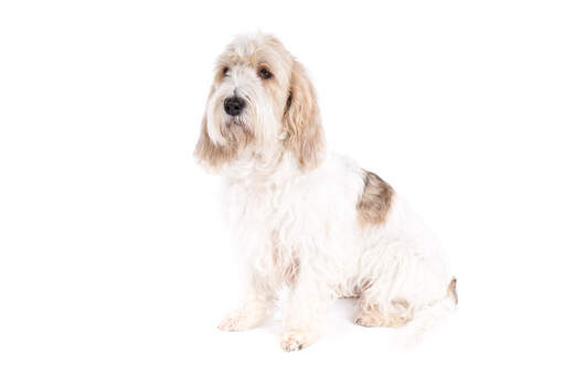 Un beau basset griffon vendéen grand assis