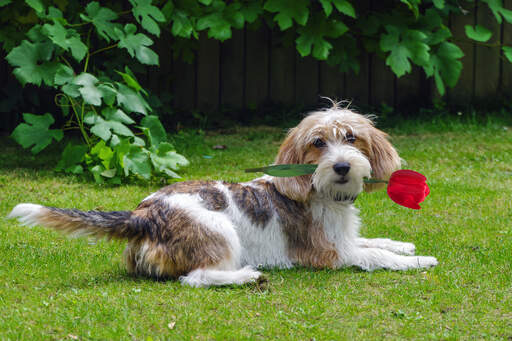 Un basset griffon vendeen petit couché dans l'herbe avec une fleur Un basset griffon vendeen petit couché dans l'herbe avec une fleur