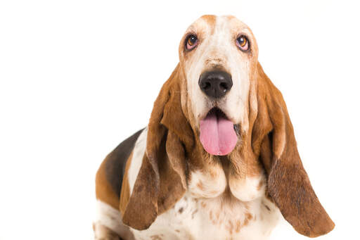 Un gros plan sur les belles oreilles d'un basset adulte