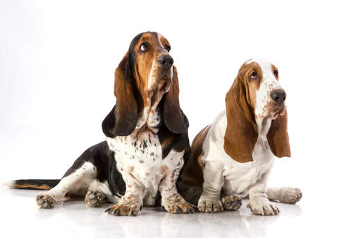 Deux chiens de basset adultes assis confortablement