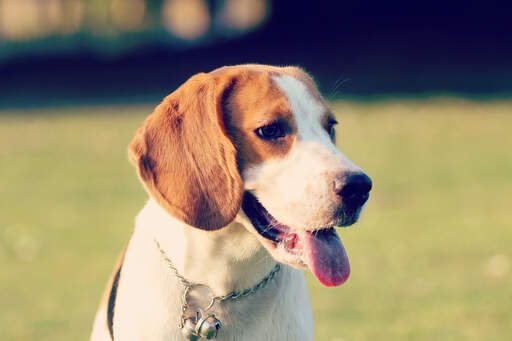 Un jeune chiot beagle en bonne santé, avec de belles grandes oreilles