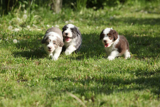 Trois magnifiques petits chiots collie barbus, courant dans l'herbe.