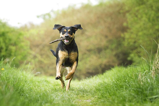 Un magnifique jeune beauceron qui fait de l'exercice dehors