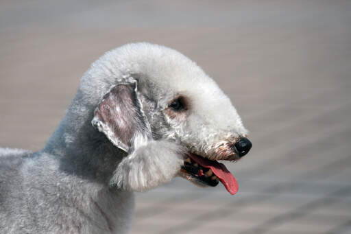 Gros plan sur le joli poil blanc et le nez pointu d'un bedlington terrier