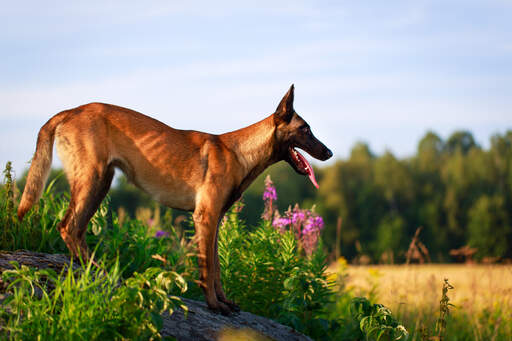 Un malinois belge montrant son magnifique physique