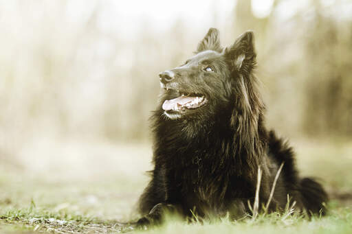 Un beau chien berger belge (groenendael) couché lors d'une promenade