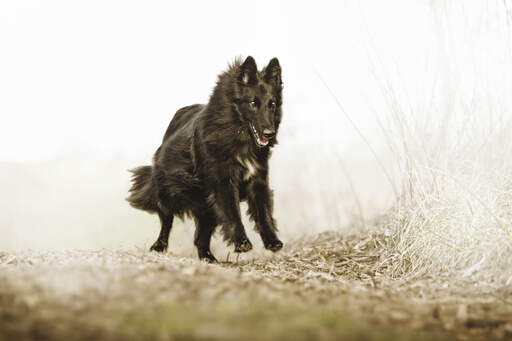 Un joyeux chien de berger belge (groenendael) bondissant dans la campagne