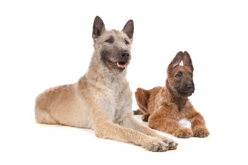 Un jeune chien et un chien adulte de berger belge (laekenois) couchés l'un à côté de l'autre
