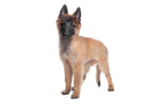 A GorGeous chiot berger belge (tervueren)