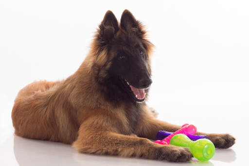 Un jeune chien berger belge (tervueren) couché avec ses jouets