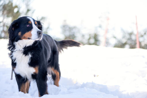 Un bouvier bernois adulte profitant d'un peu d'exercice dans la forêt. Snow