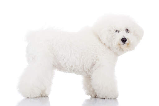 Un jeune bichon frisé en bonne santé au pelage bien soigné