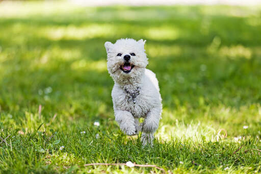 Un bichon frisé, jeune et en bonne santé, bondissant dans l'herbe.