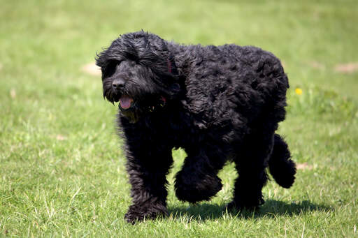 Le beau corps long et les pattes géantes d'un terrier russe noir