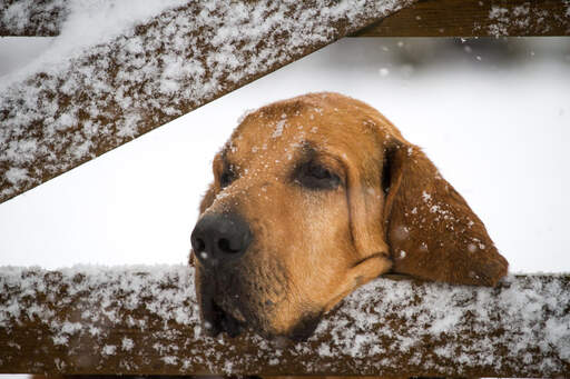 Un chien de chasse posant sa tête sur une porte dans le... Snow
