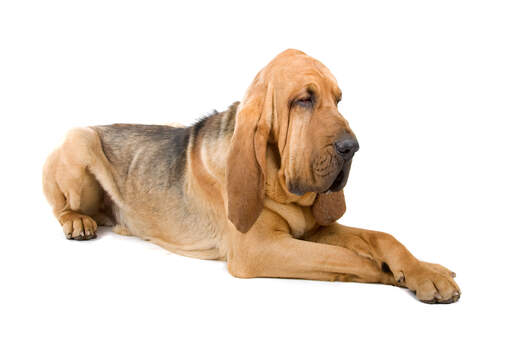 Un chien de saint-hubert adulte en bonne santé, couché, les pattes bien croisées.