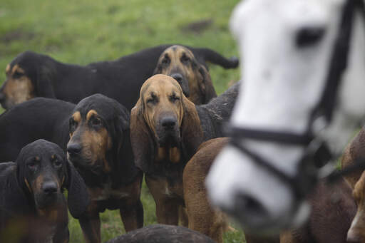 Une meute de limiers en chasse avec les chevaux.