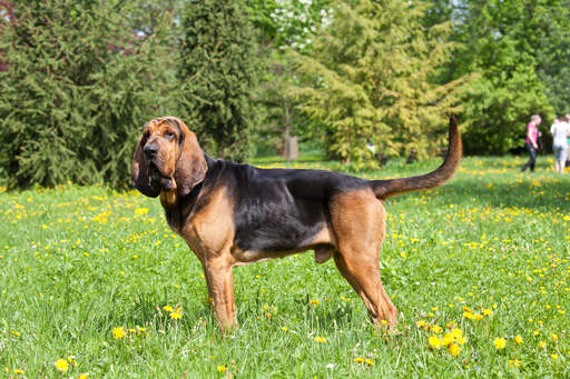 Un chien de sang mâle adulte montrant son merveilleux et long corps