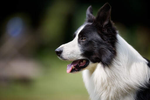 Gros plan sur le long nez et les oreilles attentives d'un border collie noir et blanc.