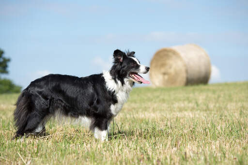 Un border collie adulte montrant son physique agile