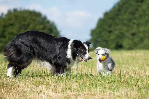 Un border collie adulte qui apprend à un chiot à jouer