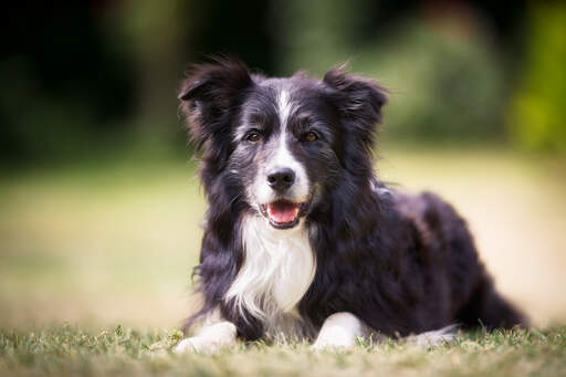 Un border collie intelligent, bien couché, attendant des ordres.