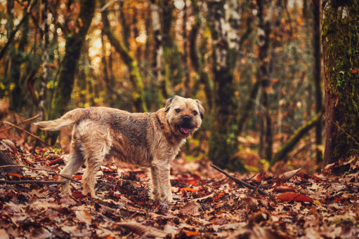 Un border terrier parmi les feuilles, avec un beau poil épais et dur