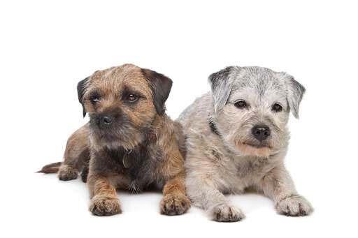 Deux border terriers couchés ensemble, vieux et jeunes