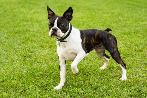 Un adorable petit mâle boston terrier, prêt à jouer