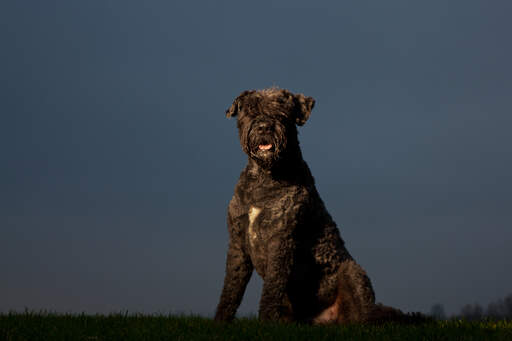 Un beau bouvier des flandres assis lors d'une promenade