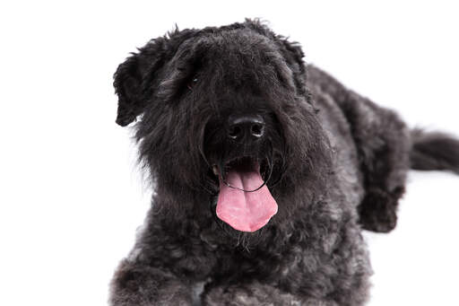 Le beau visage d'un bouvier des flandres allongé