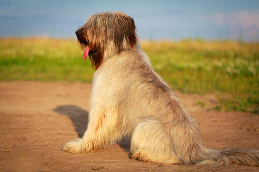 Un briard assis en beauté, attendant une commande de son propriétaire