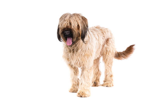 Un briard avec un beau poil épais