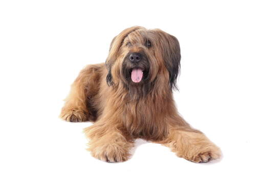 Un briard adulte avec un beau poil droit couché