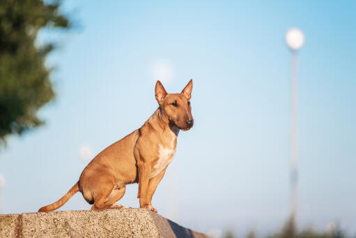 Un beau bull terrier brun, montrant son poil court et épais et ses oreilles pointues